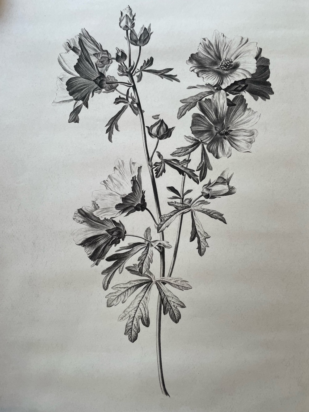 Large Botanical Floral Wall Art Print Illustration in Black and White